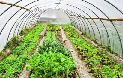 Growing an Organic Garden in a Greenhouse